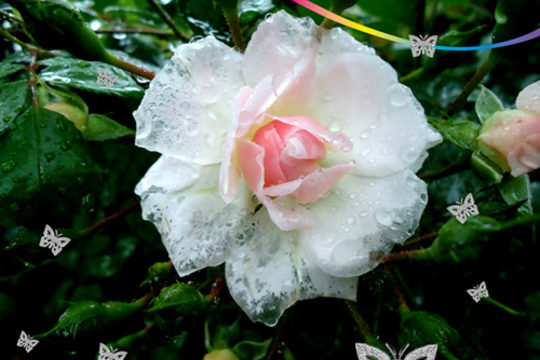 Un papillon sous la pluie