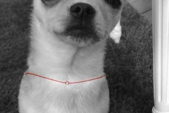 Quand les Chihuahuas se mettent au Diamant