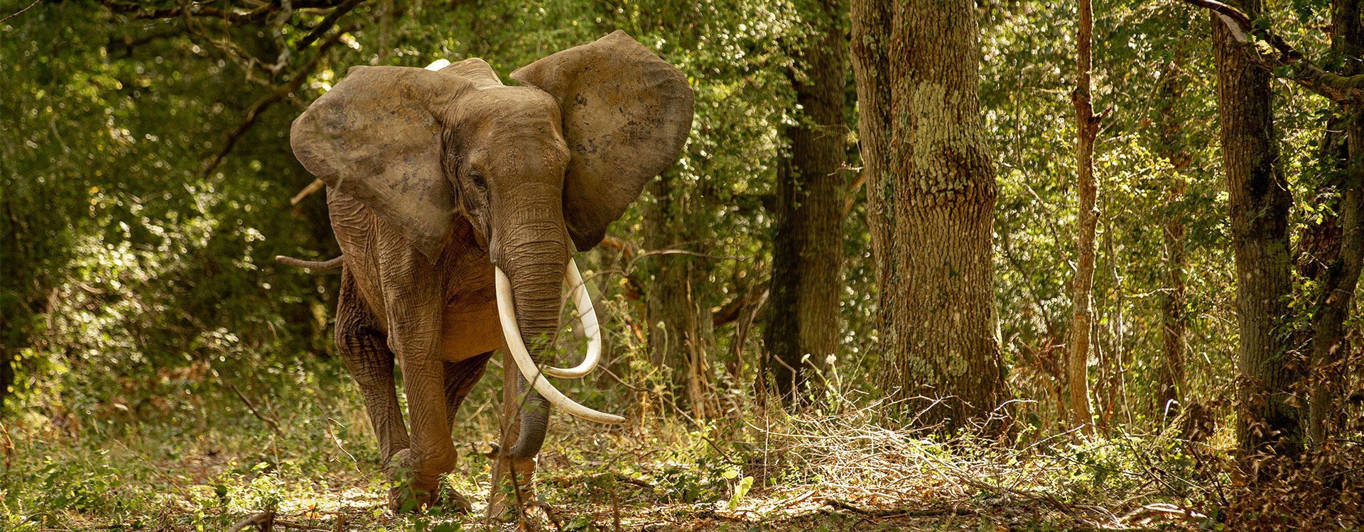 Balade en éléphant