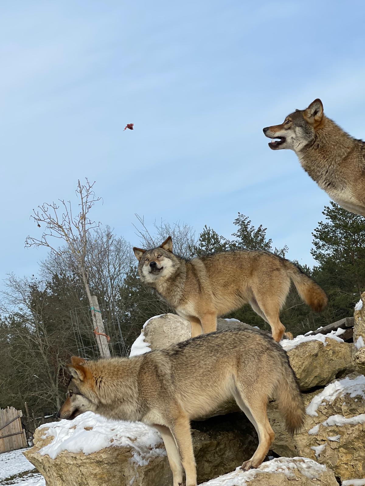 Les Loups