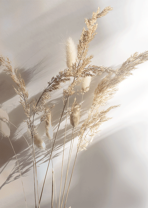 Redline célèbre Pure